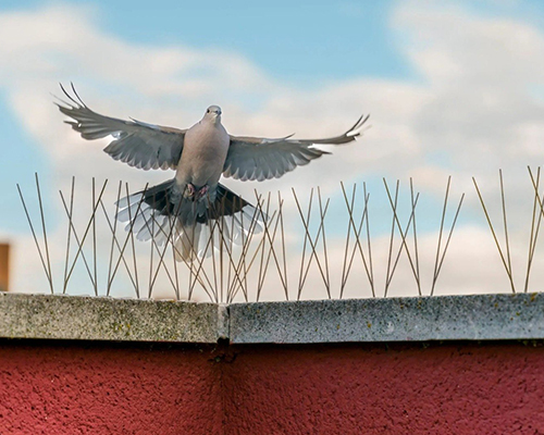 Bird Spikes